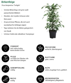 Zimmerpflanzen-Set Weißbunt, 3-teilig