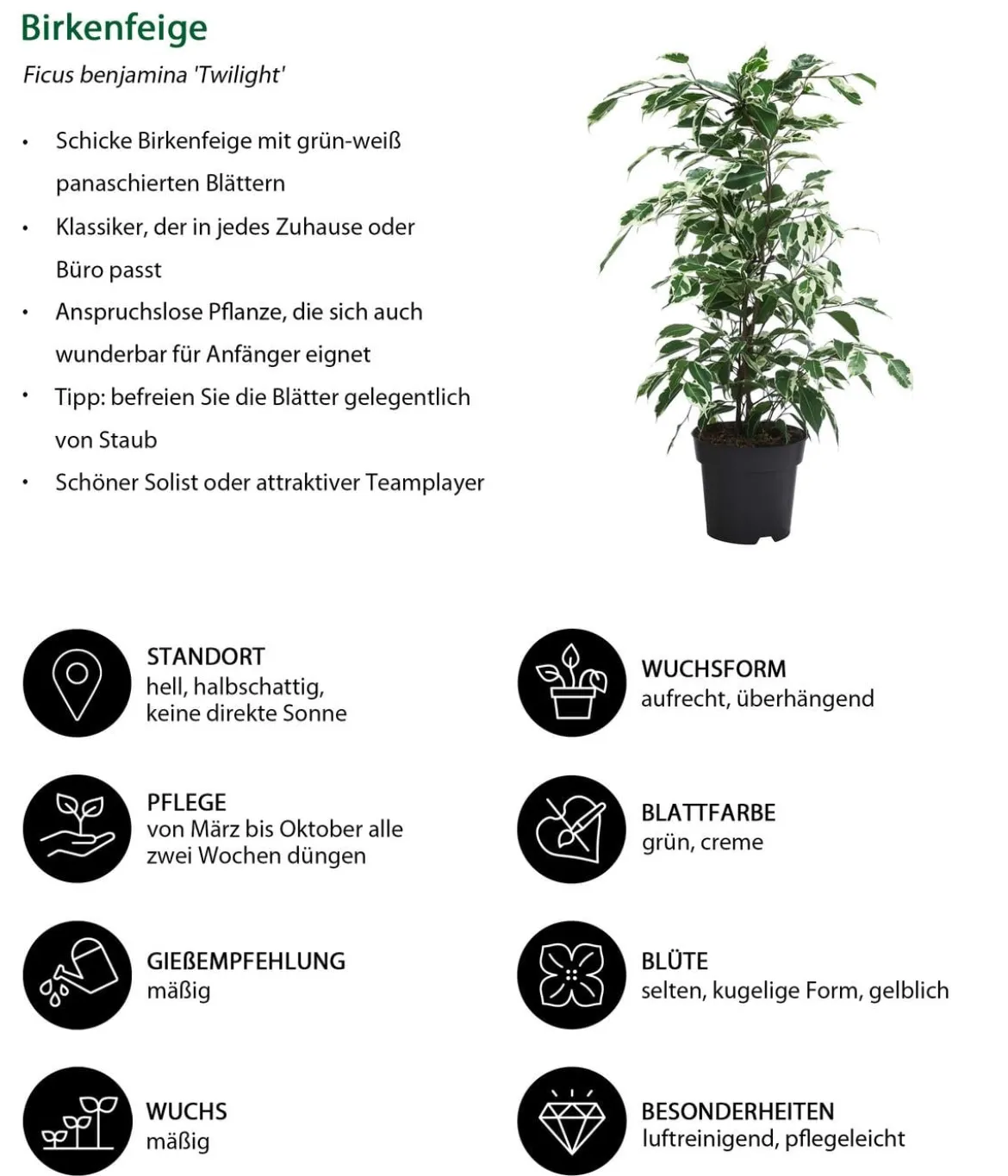 Zimmerpflanzen-Set Weißbunt, 3-teilig