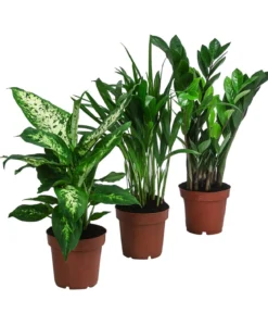 Zimmerpflanzen-Set Wellness, 3-teilig
