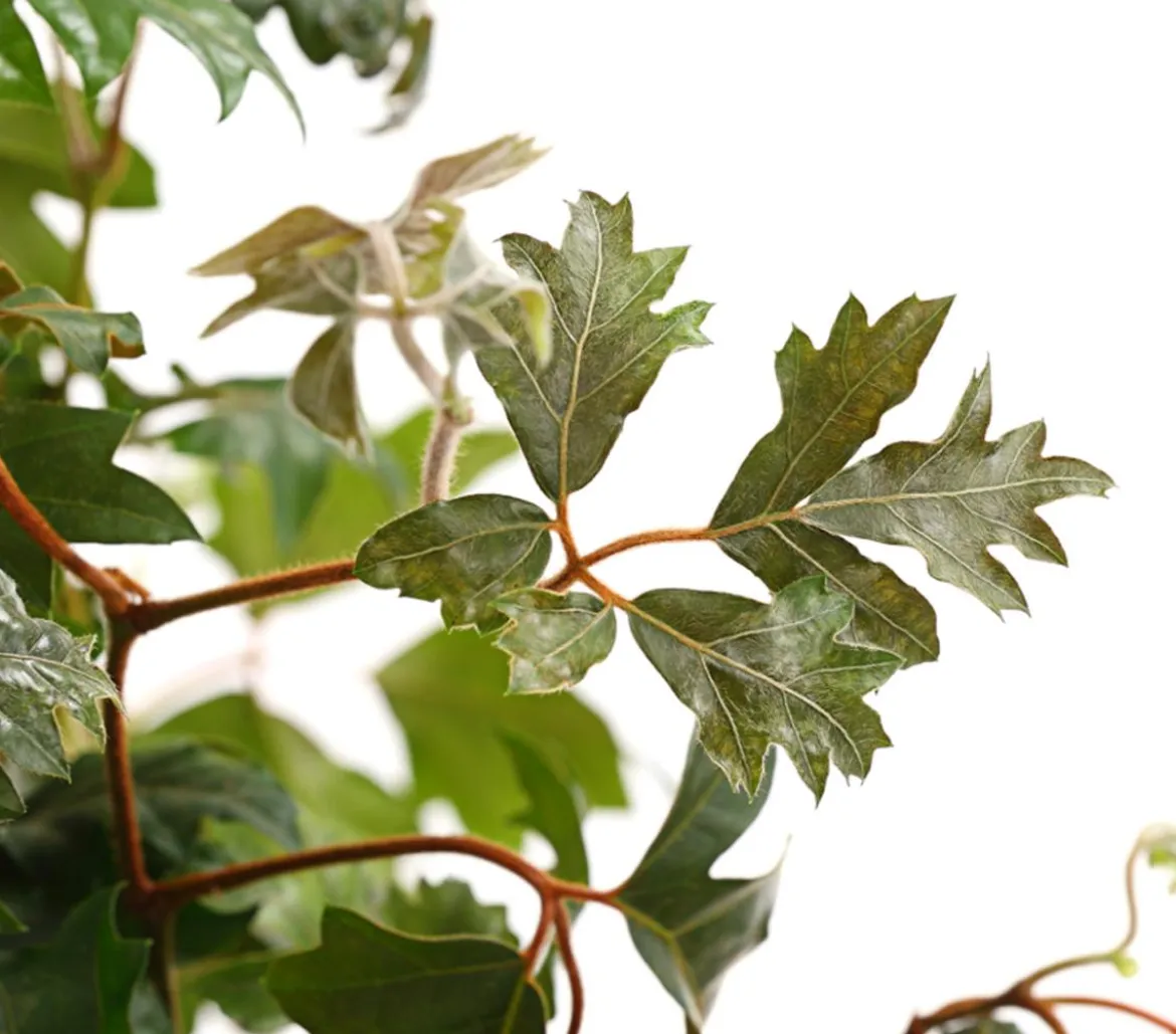 Zimmerrebe - Cissus rhombifolia 'Ellen Danica'