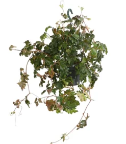 Zimmerrebe - Cissus rhombifolia 'Ellen Danica'
