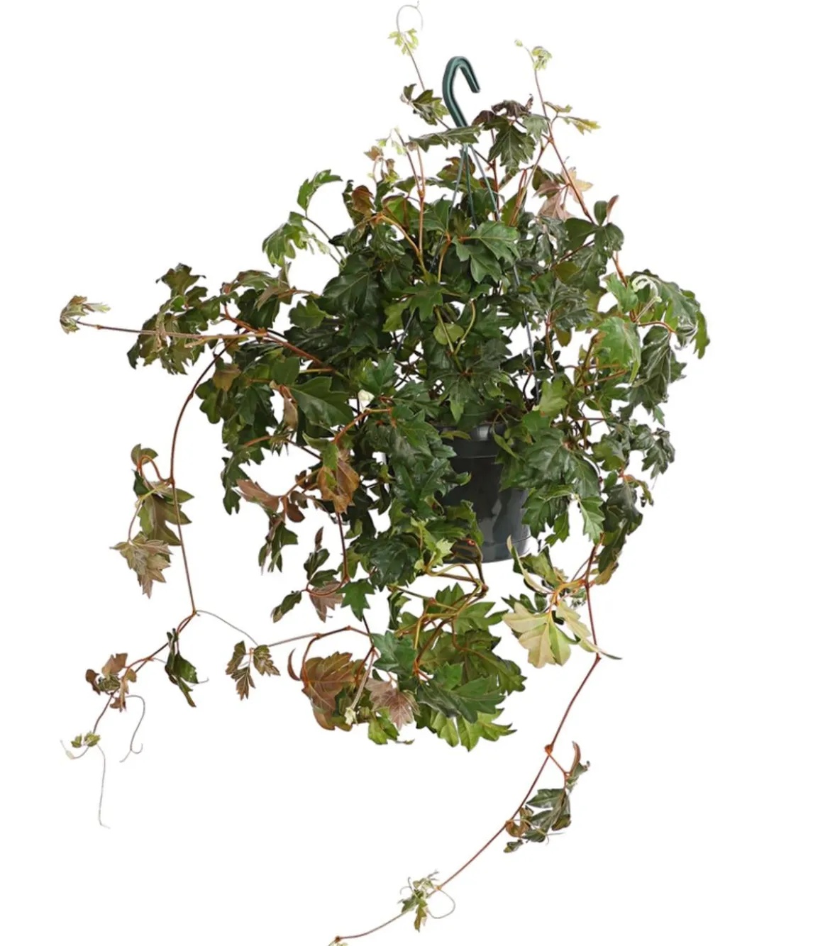 Zimmerrebe - Cissus rhombifolia 'Ellen Danica'