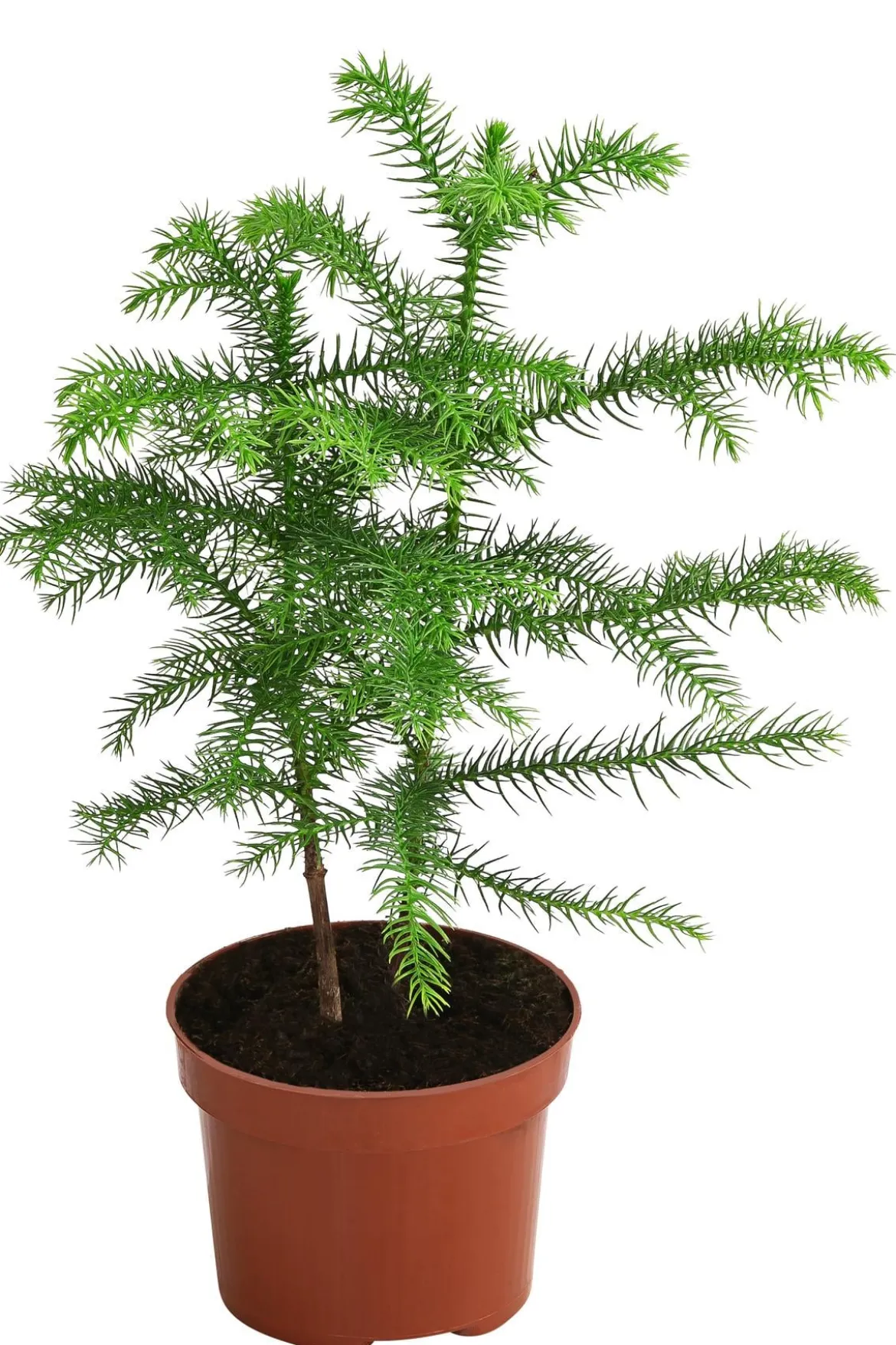 Zimmertanne - Araucaria heterophylla