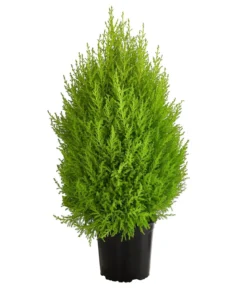 Zimmerzypresse 'Goldcrest', Pyramide