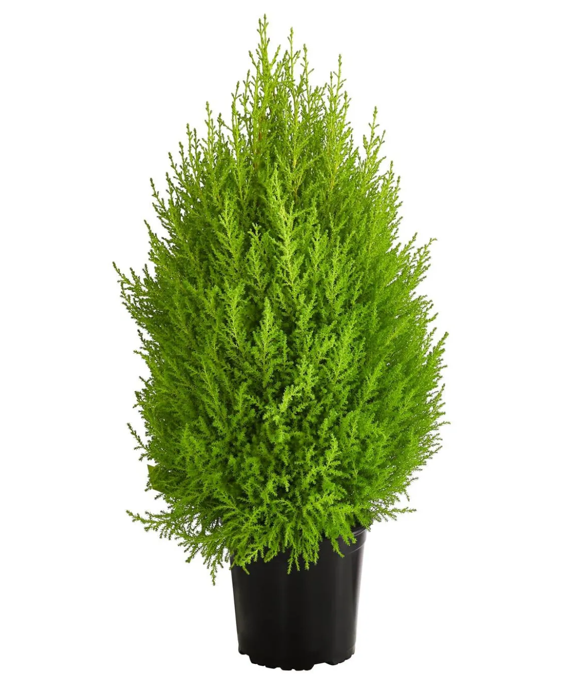 Zimmerzypresse 'Goldcrest', Pyramide