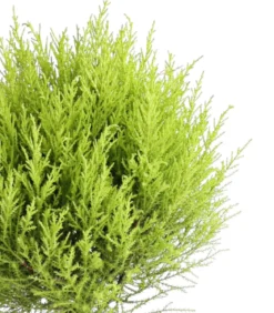 Zimmerzypresse 'Goldcrest', Stämmchen