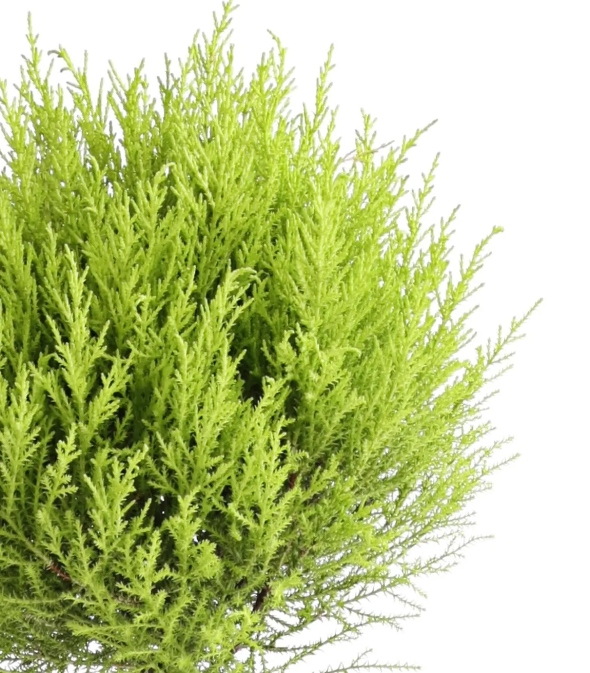 Zimmerzypresse 'Goldcrest', Stämmchen