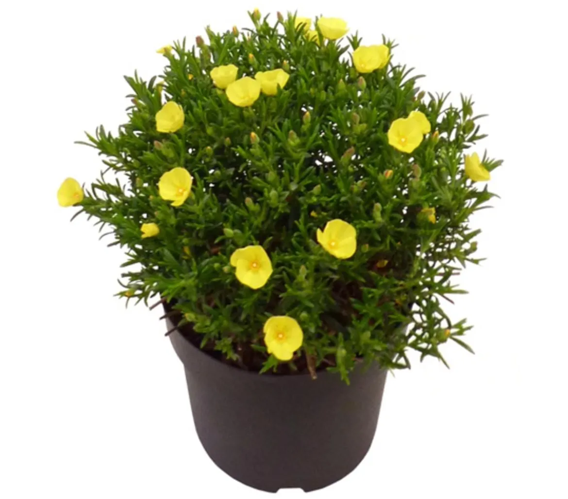 Zistrose
