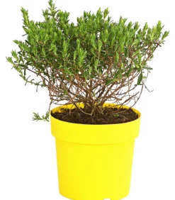 Zistrose