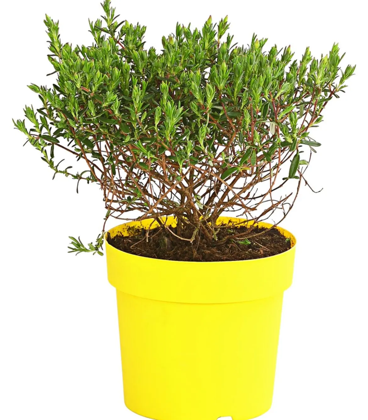 Zistrose