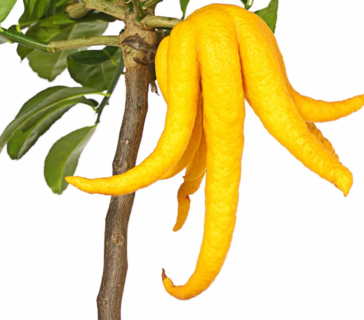 Zitronat-Zitrone 'Buddhas Hand'