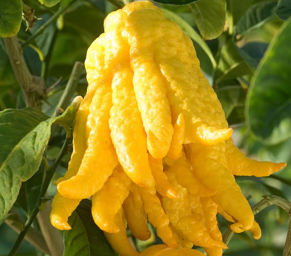 Zitronat-Zitrone 'Buddhas Hand'