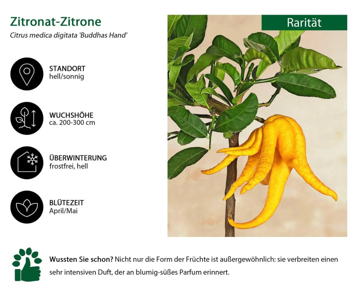 Zitronat-Zitrone 'Buddhas Hand'