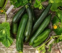 Zucchini, grün