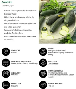 Zucchini, grün