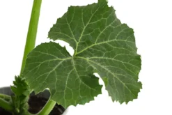 Zucchini, grün