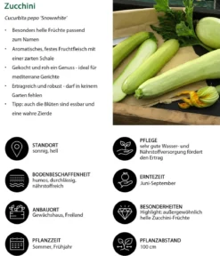 Zucchini 'Snowwhite'