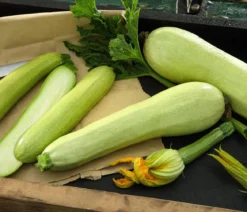 Zucchini 'Snowwhite'