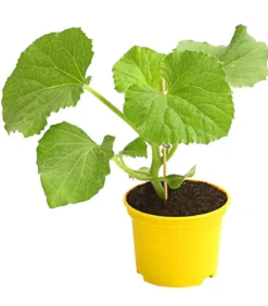 Zuckermelone 'Galia'