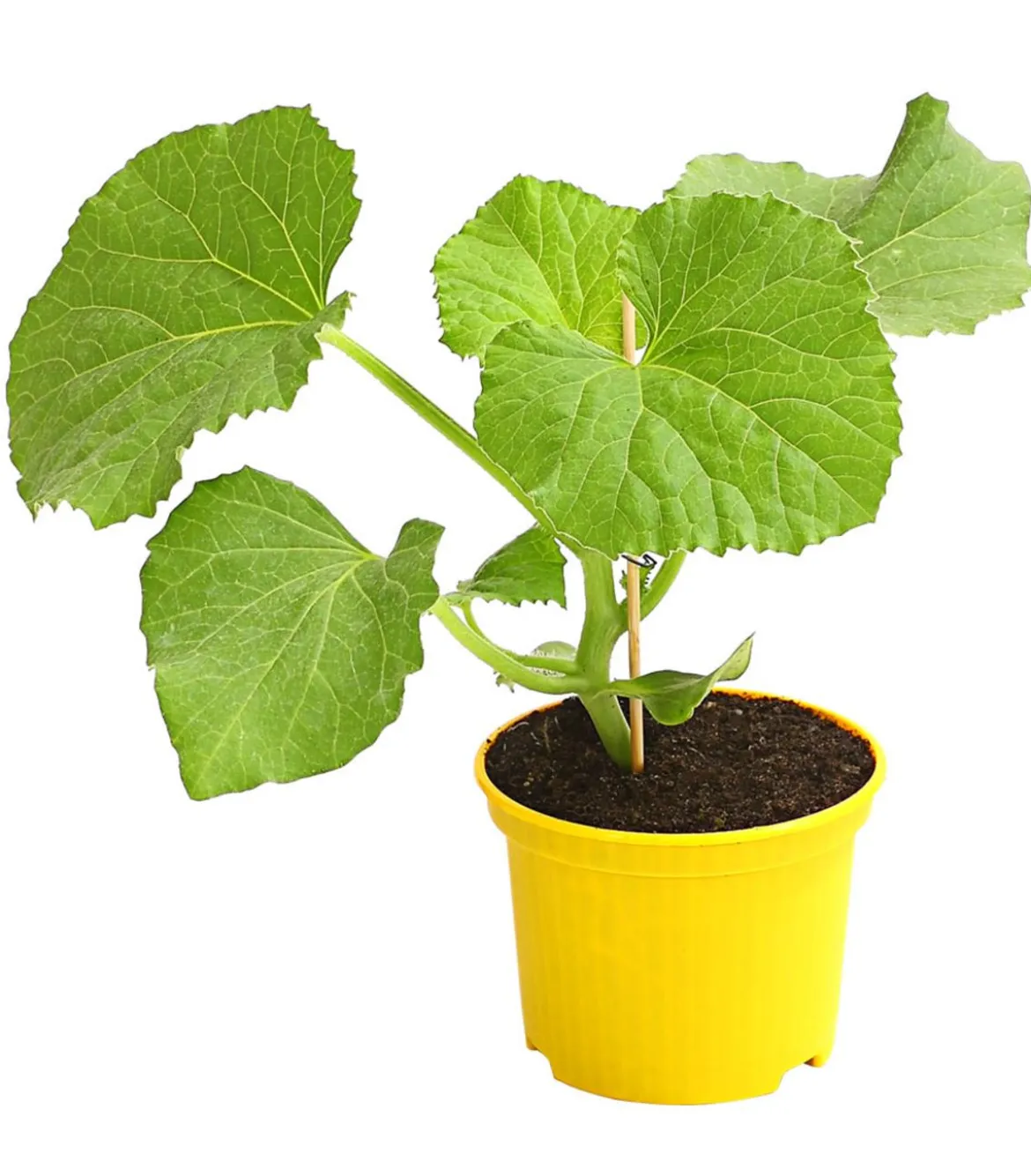 Zuckermelone 'Galia'