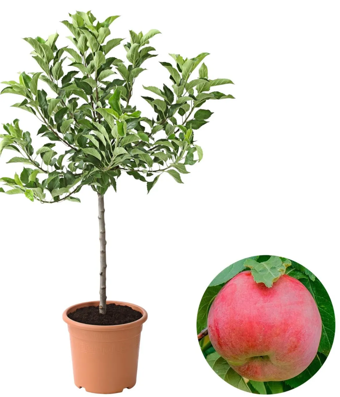 Zwergapfel 'Galina'
