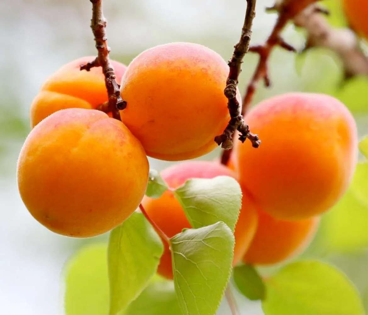 Zwergaprikose 'Orange Beauty'