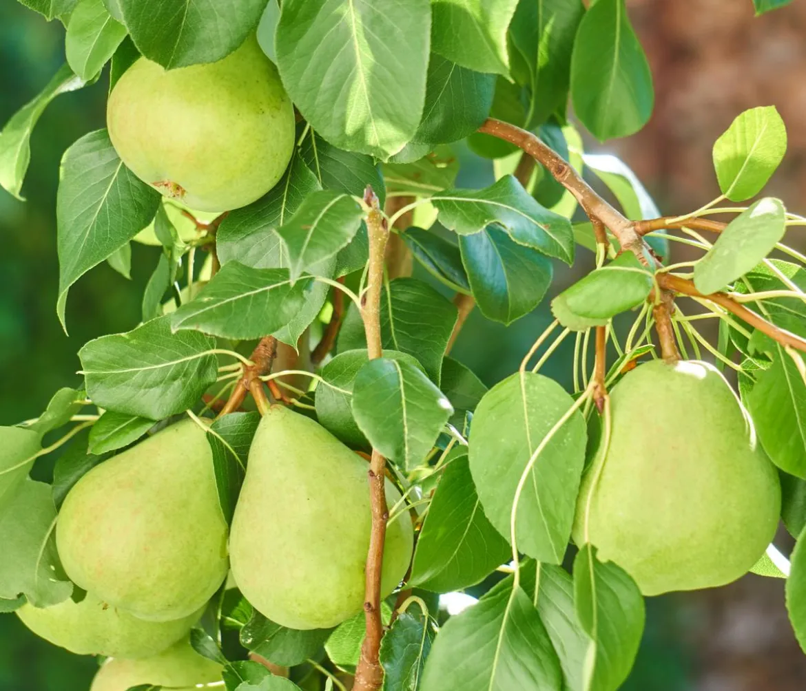 Zwergbirne 'Luisa'