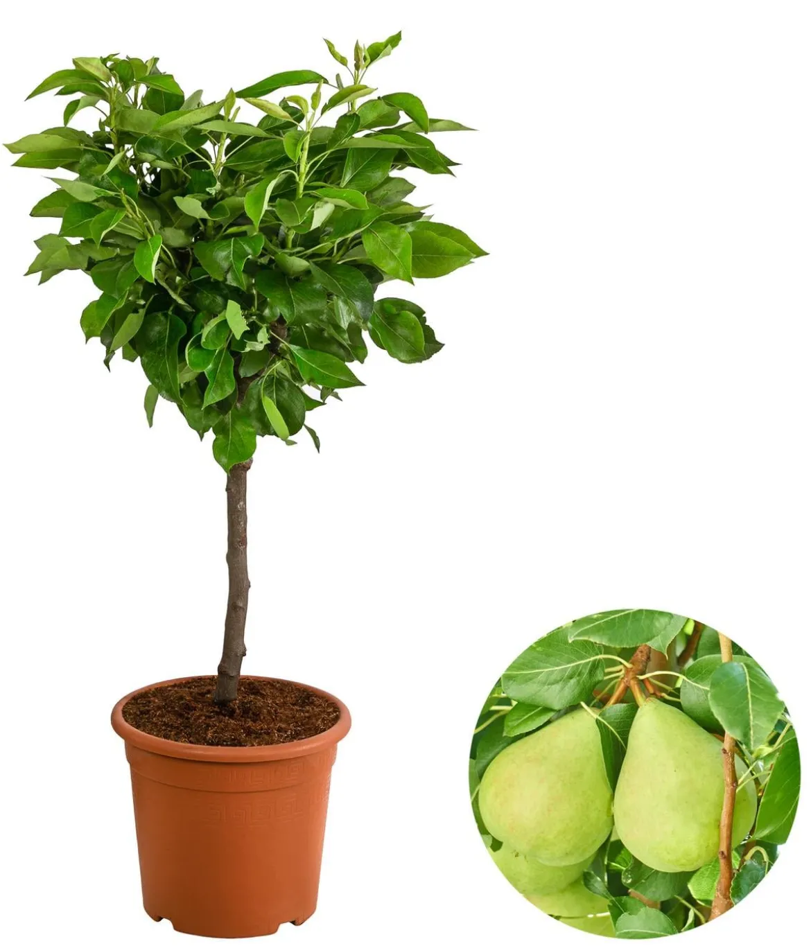 Zwergbirne 'Luisa'