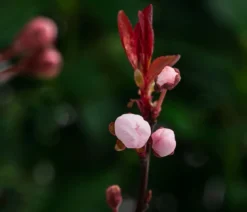 Zwerg-Blut-Pflaume