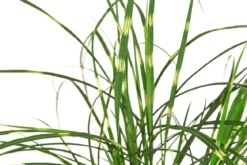 Zwerg-Chinaschilf 'Strictus Dwarf'