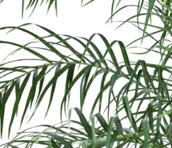 Zwergdattelpalme - Phoenix roebelenii, Hydrokultur