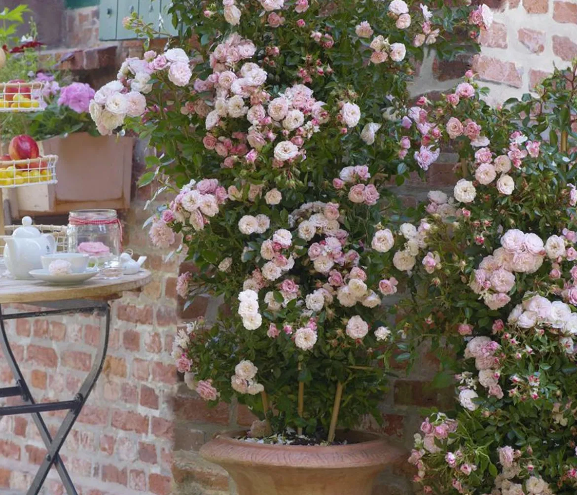Zwerg-Kletterrose 'Starlet® Alina®'