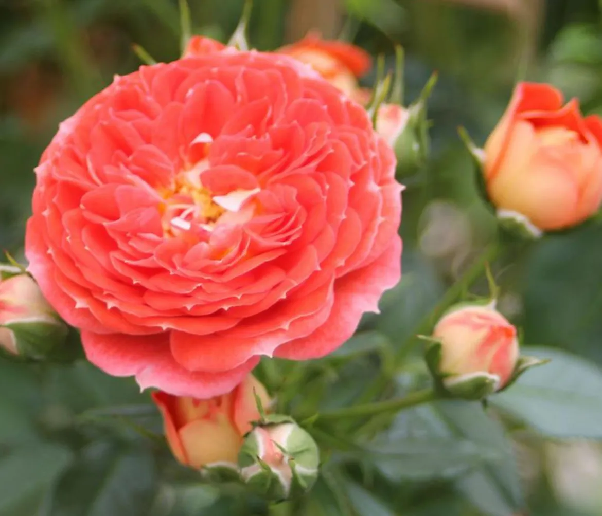 Zwerg-Kletterrose 'Starlet® Carmen®'
