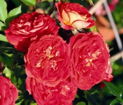 Zwerg-Kletterrose 'Starlet® Carmen®'