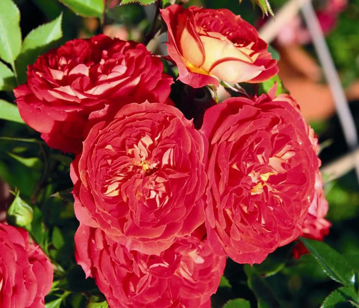 Zwerg-Kletterrose 'Starlet® Carmen®'