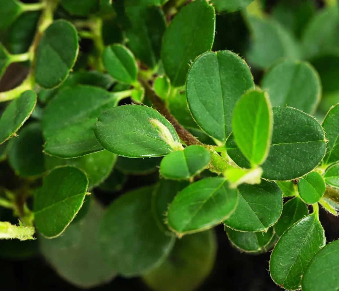 Zwergmispel 'Frieders Evergreen'