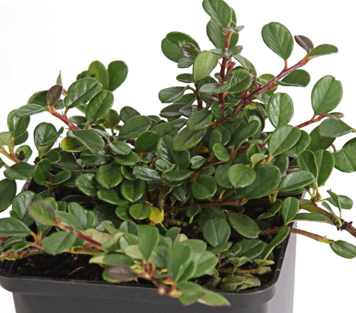 Zwergmispel 'Frieders Evergreen'