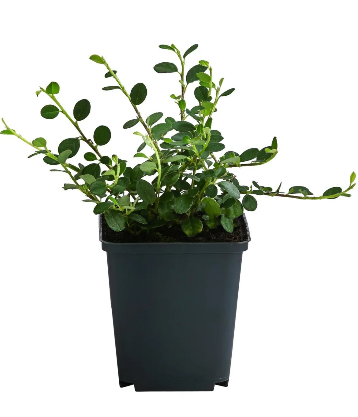 Zwergmispel 'Frieders Evergreen'