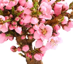 Zwergnektarine 'Rubis Necta Zee'