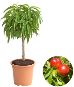 Zwergnektarine 'Rubis Necta Zee'