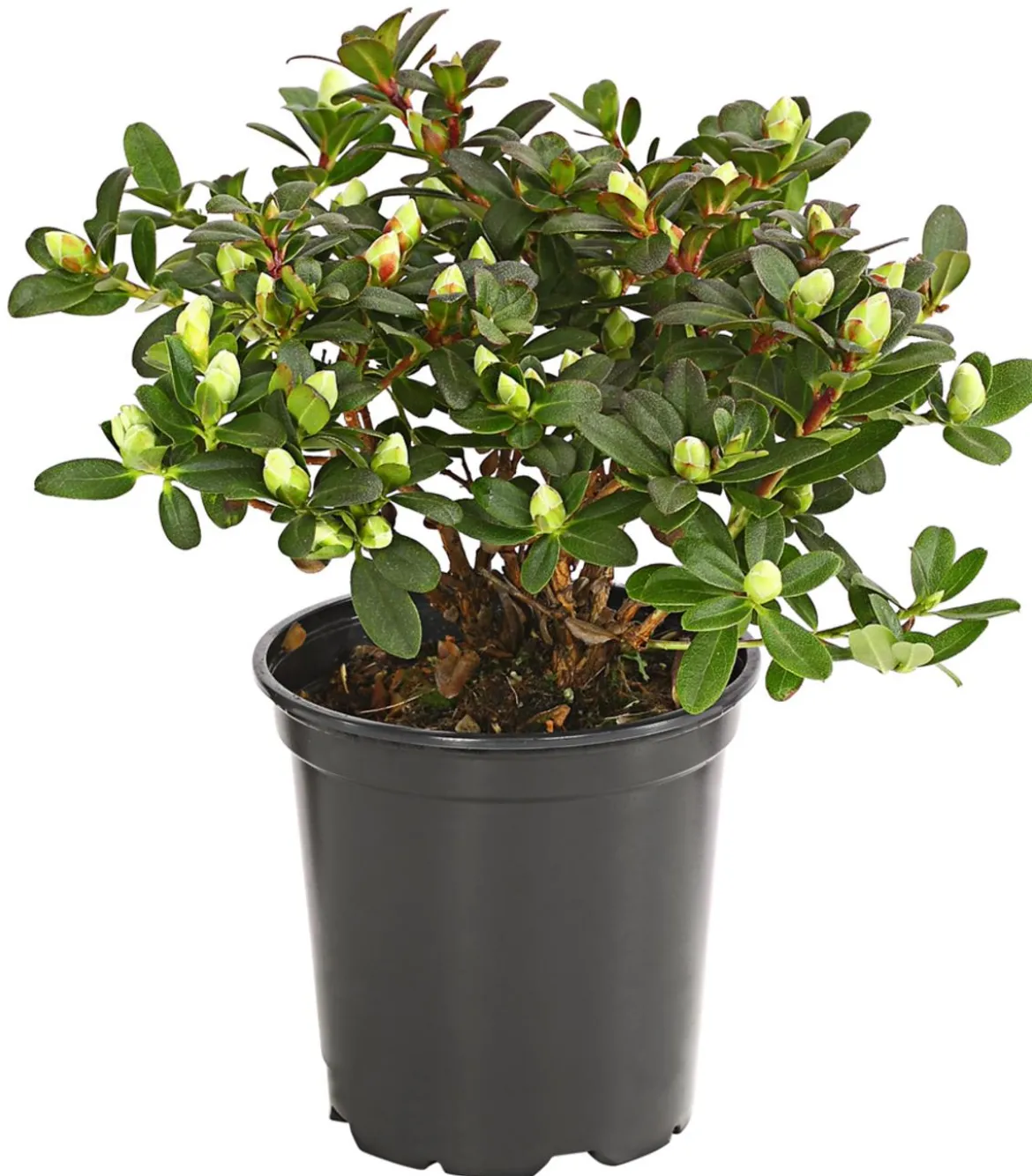 Zwerg-Rhododendron