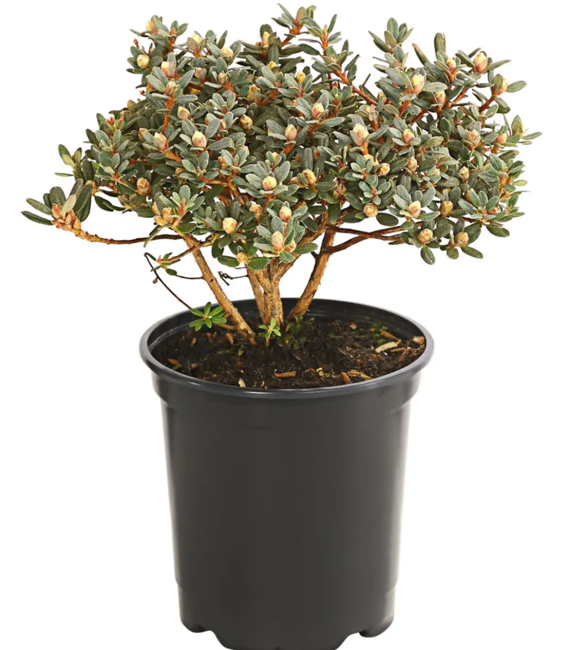 Zwerg-Rhododendron
