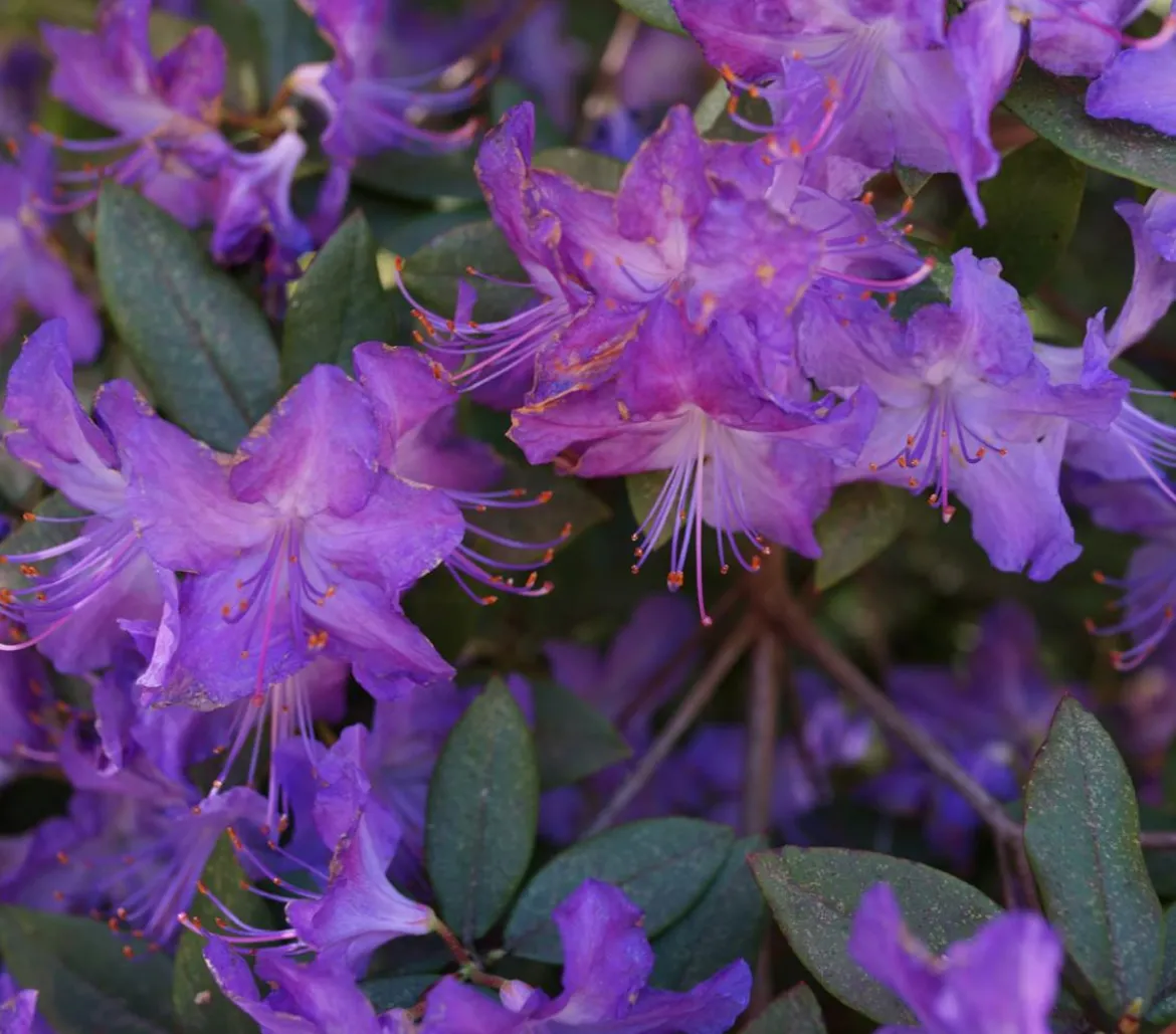 Zwerg-Rhododendron