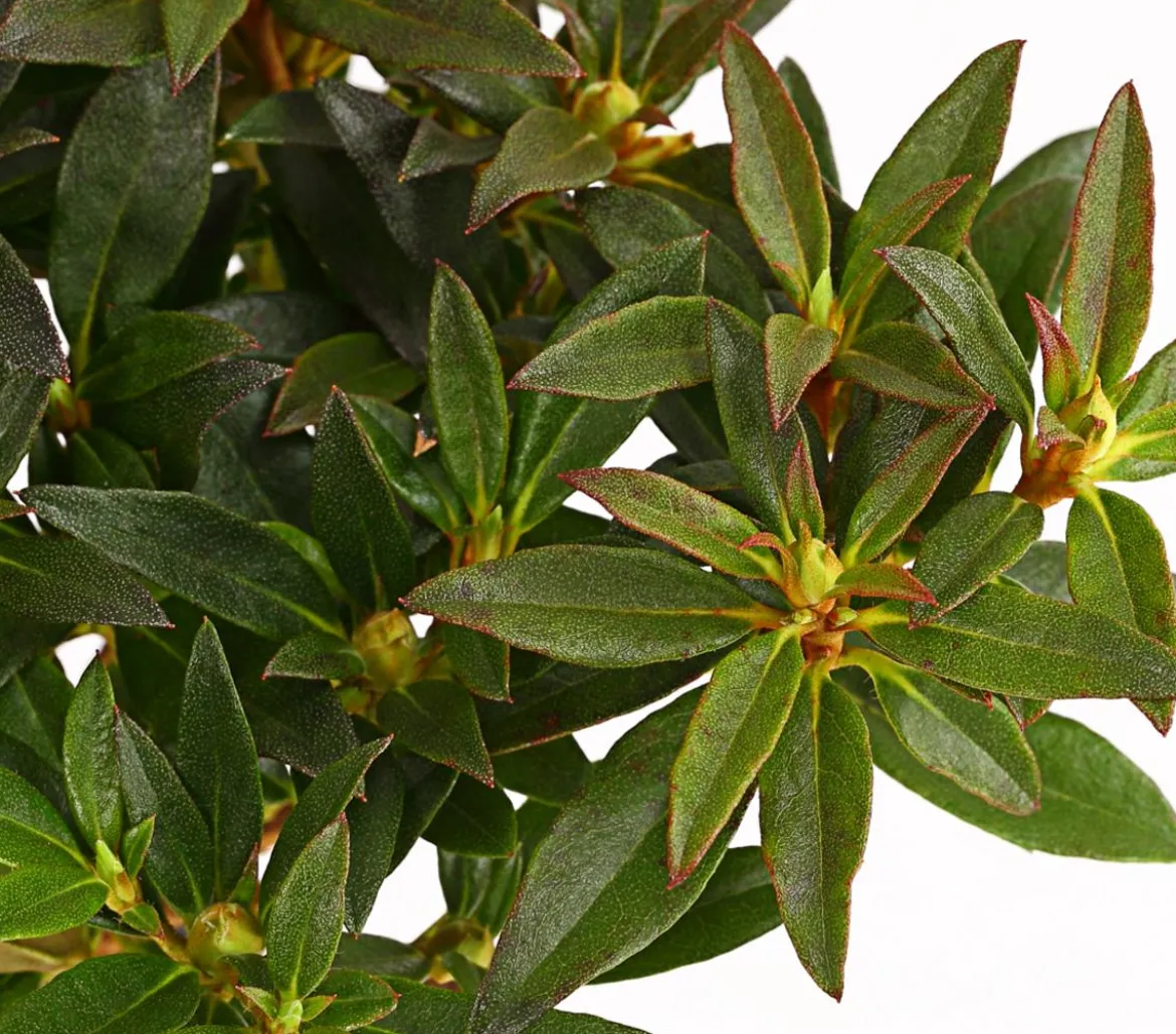 Zwerg-Rhododendron