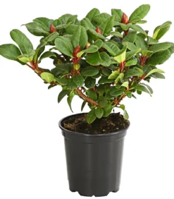 Zwerg-Rhododendron