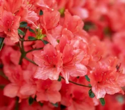 Zwerg-Rhododendron