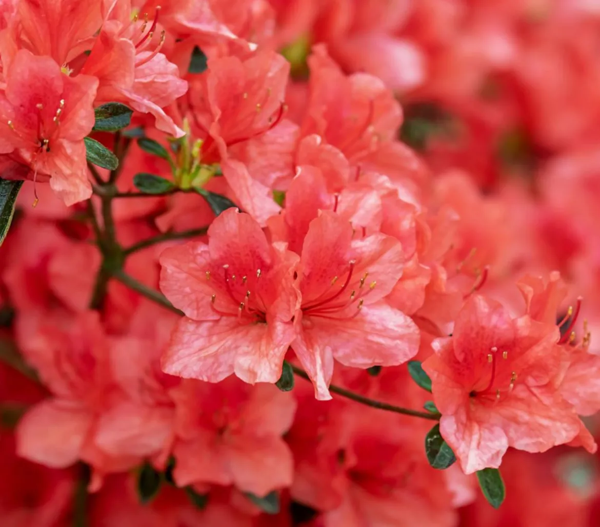Zwerg-Rhododendron