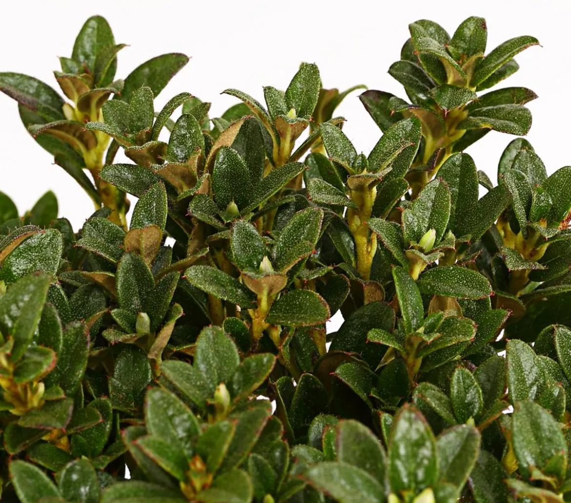 Zwerg-Rhododendron