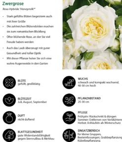 Zwergrose 'Honeymilk®'