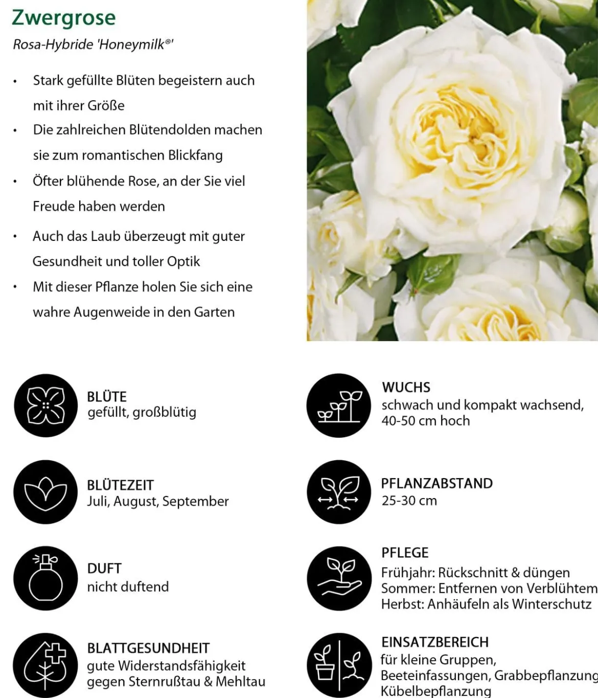 Zwergrose 'Honeymilk®'